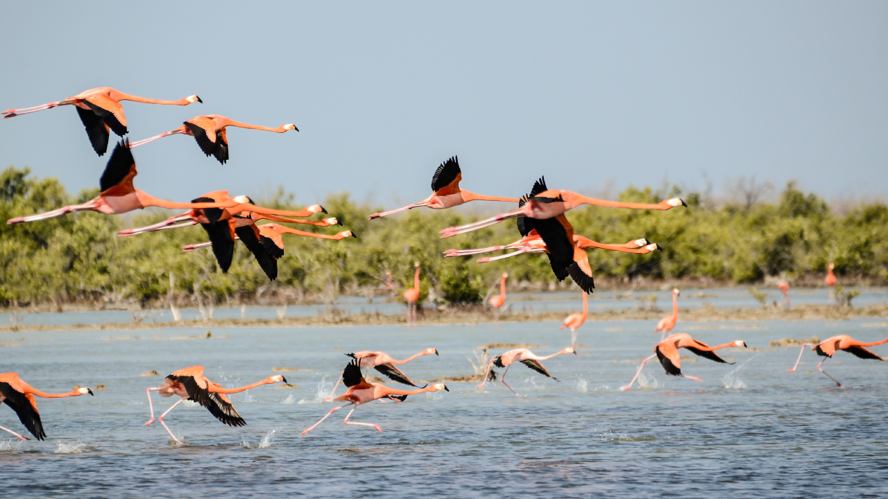 AI to the Rescue: Predicting Animal Migration Patterns and Saving Species